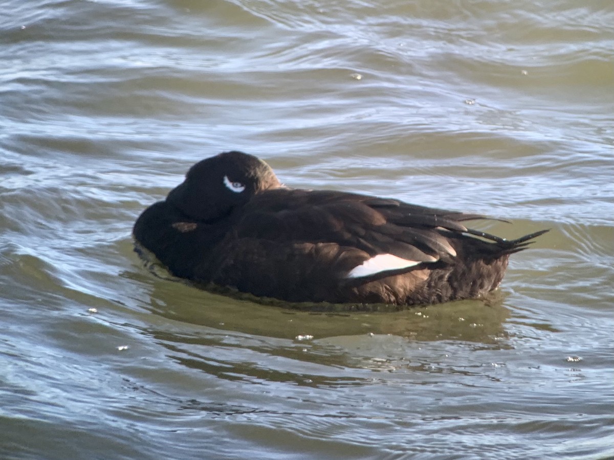 White-winged Scoter - ML300961141