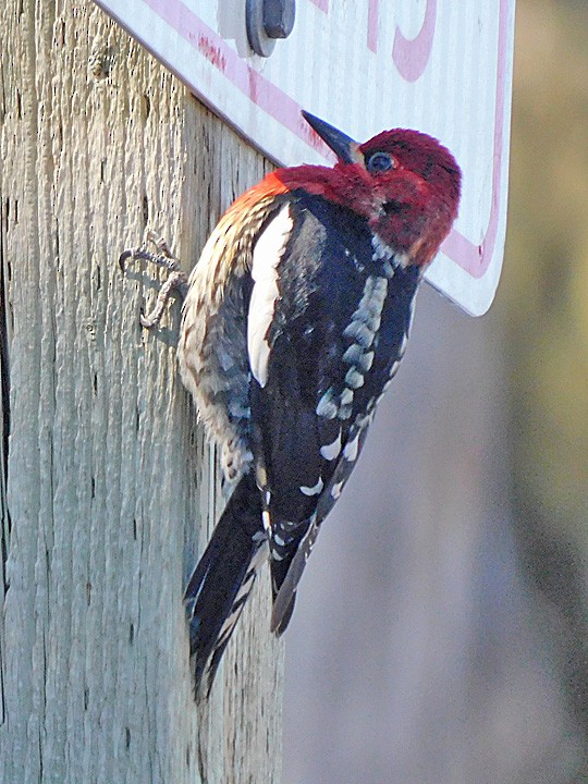 Red-breasted Sapsucker - ML300961431