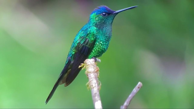 kolibřík fialovotemenný - ML300961721