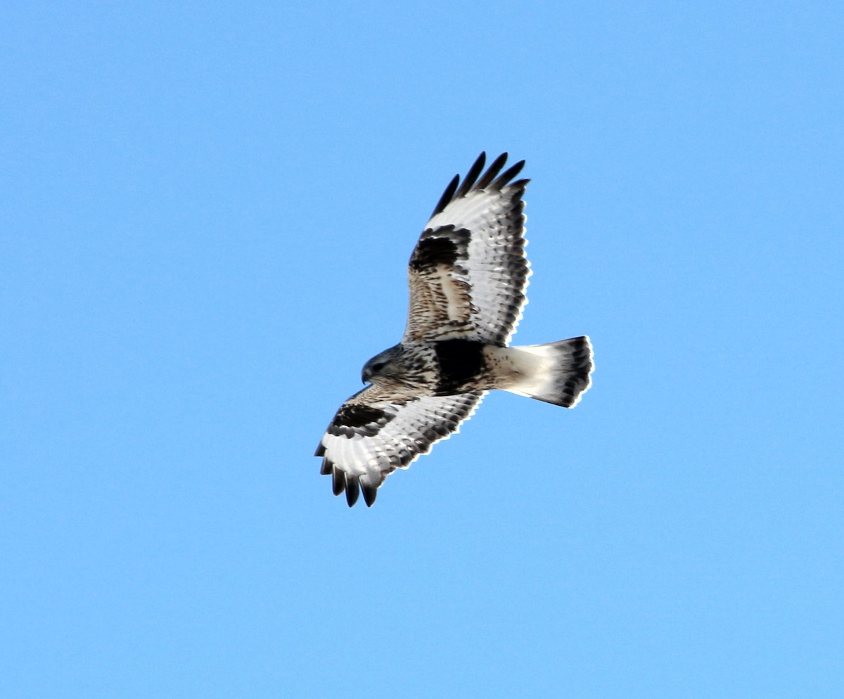 Rough-legged Hawk - ML300962191