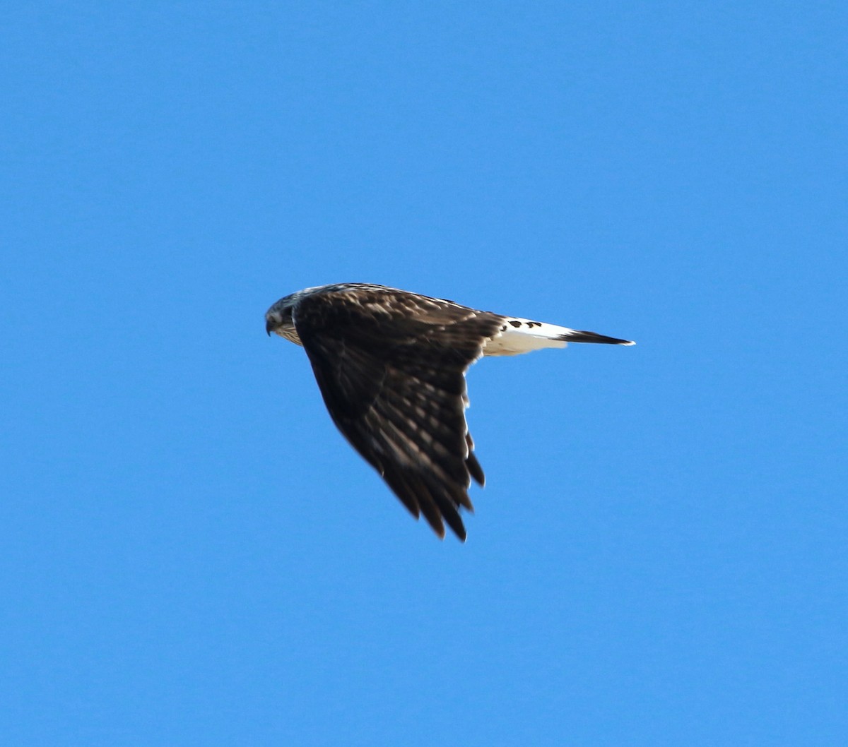 Rough-legged Hawk - ML300962521