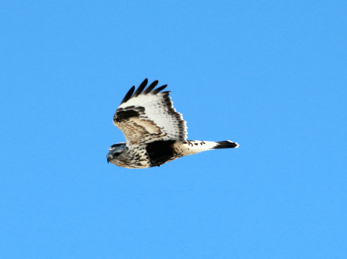 Rough-legged Hawk - ML300962721