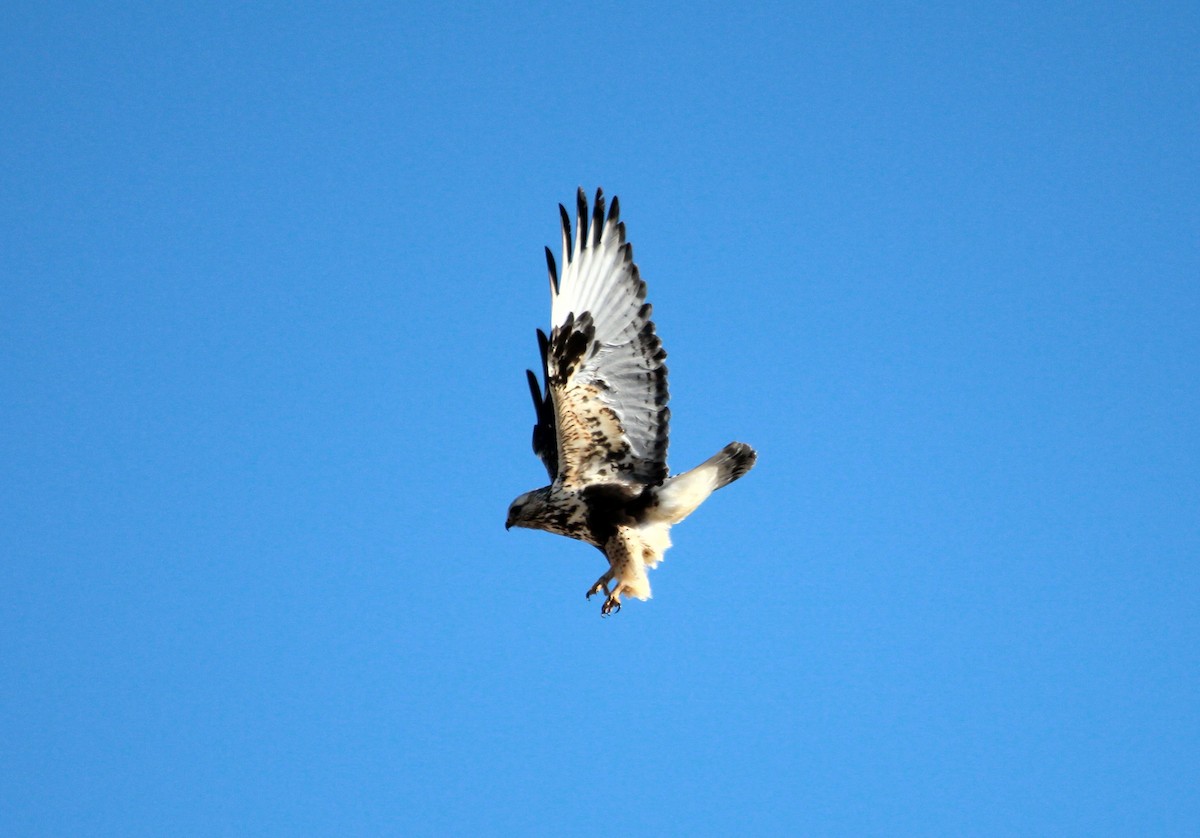 Rough-legged Hawk - ML300962971