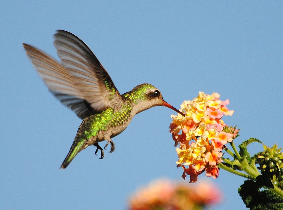 Glittering-bellied Emerald - ML300964441