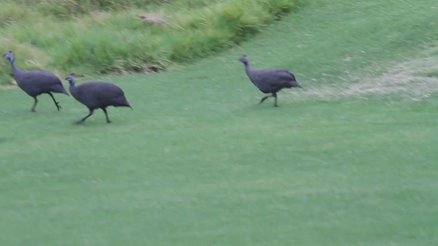 Helmeted Guineafowl - ML300964791