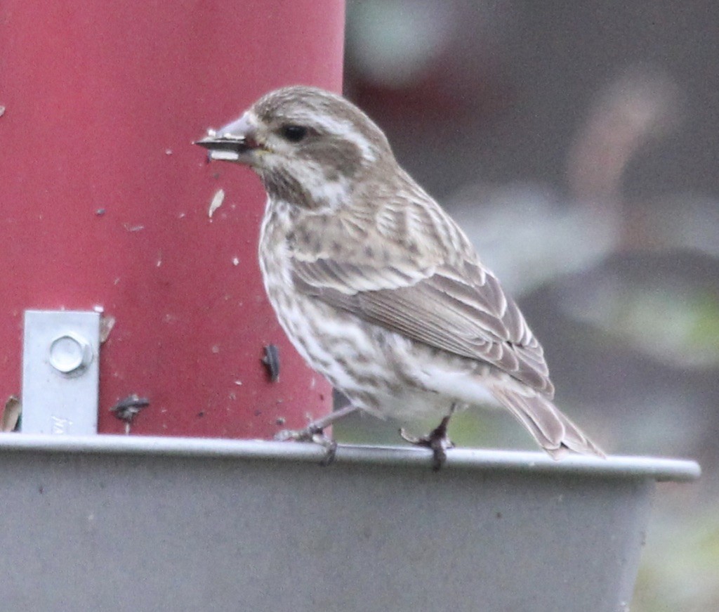 Purple Finch - ML300965401