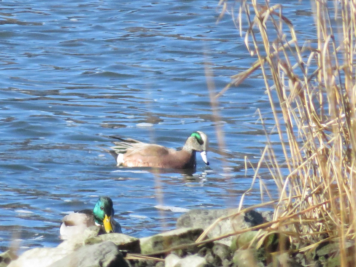 American Wigeon - ML300966831