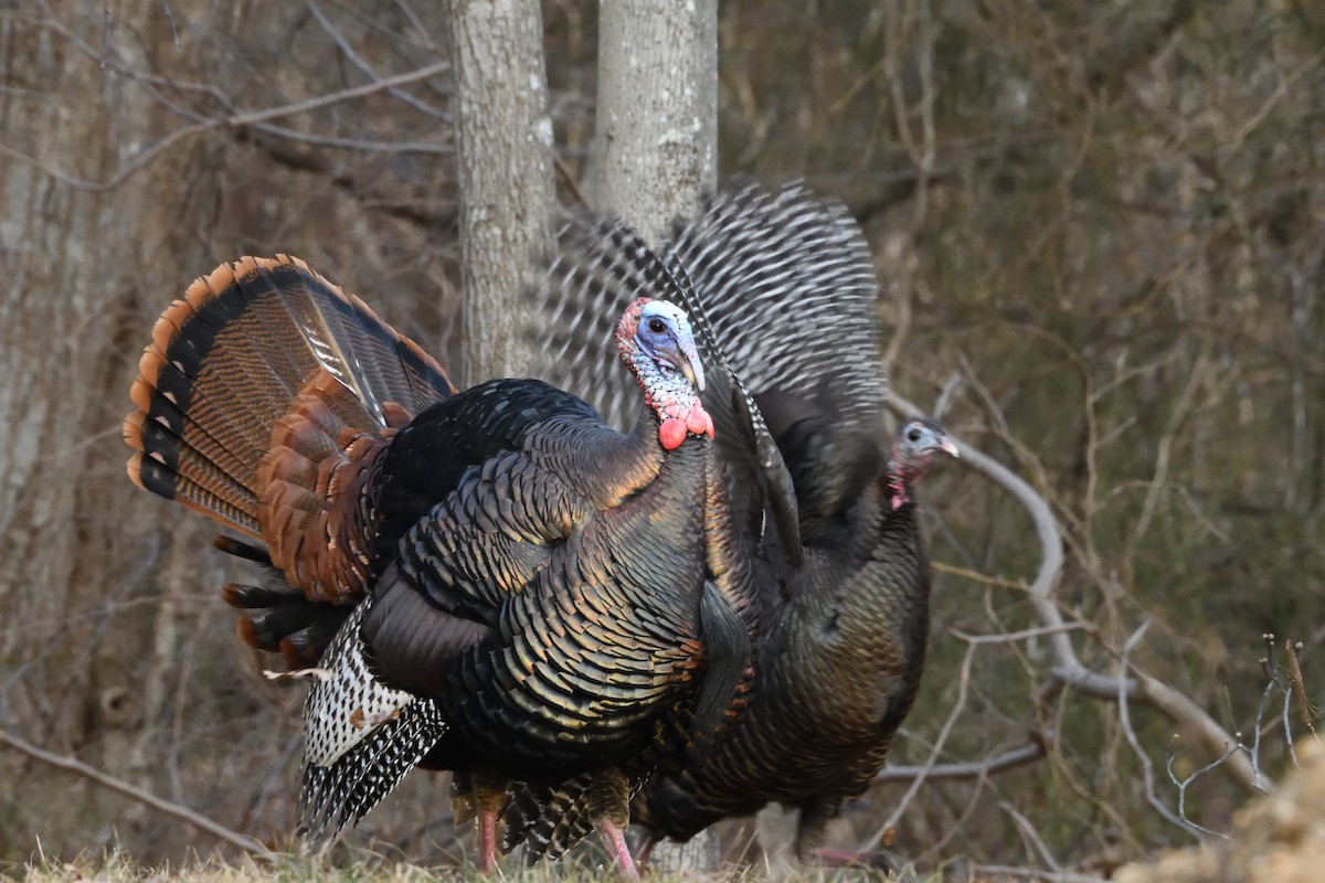 Wild Turkey - ML300967061