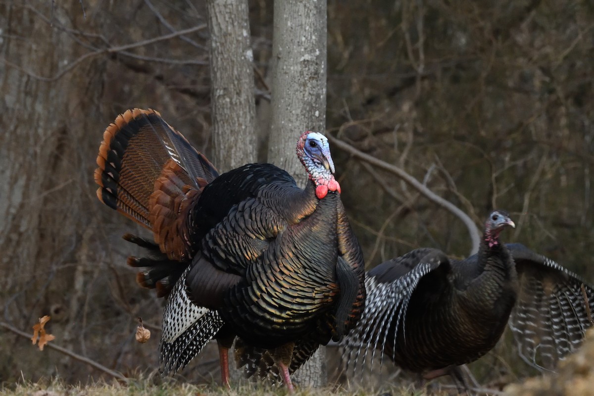 Wild Turkey - ML300967081