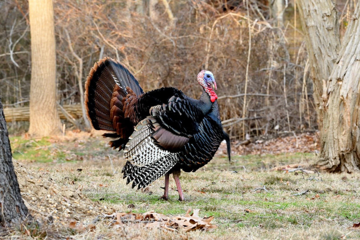 Wild Turkey - ML300967101