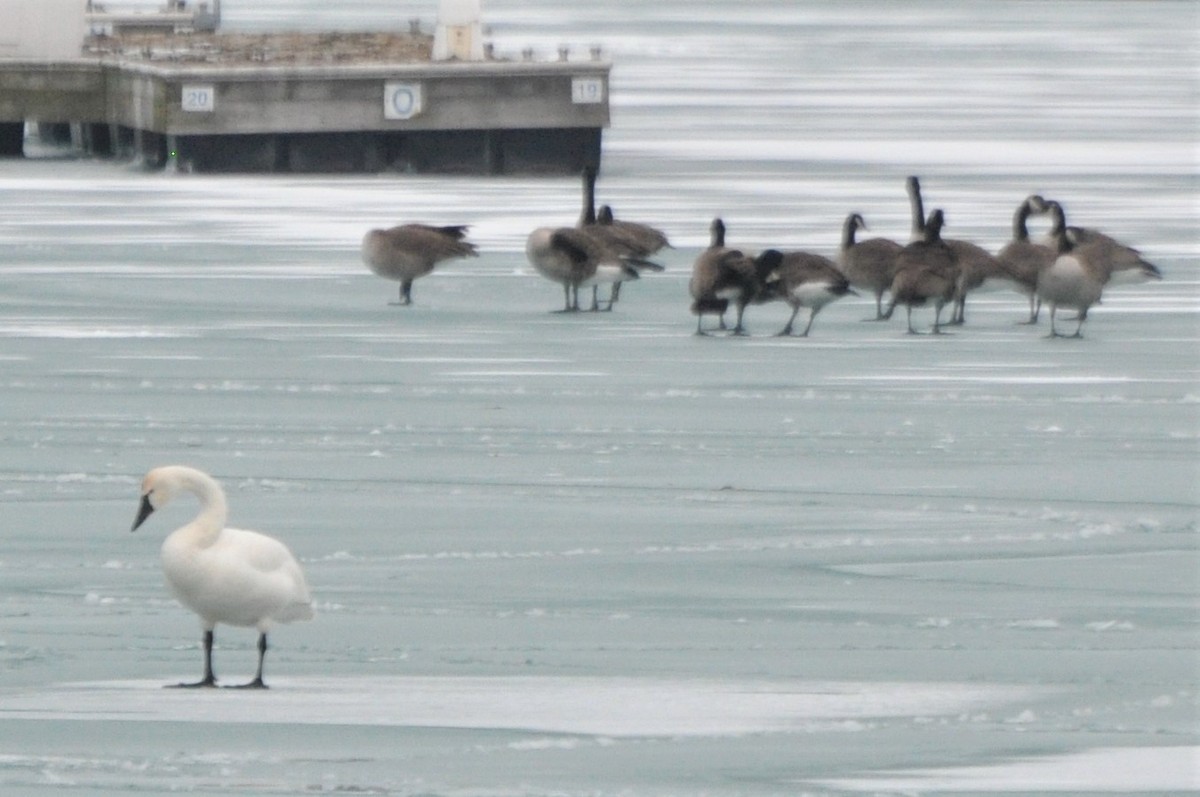 Tundra Swan (Whistling) - ML300967561