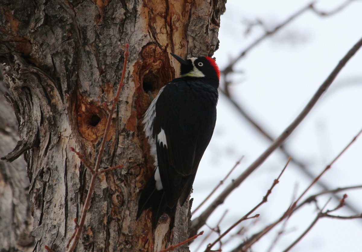 Acorn Woodpecker - ML300967741