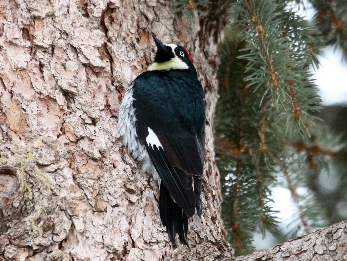 Acorn Woodpecker - ML300968001