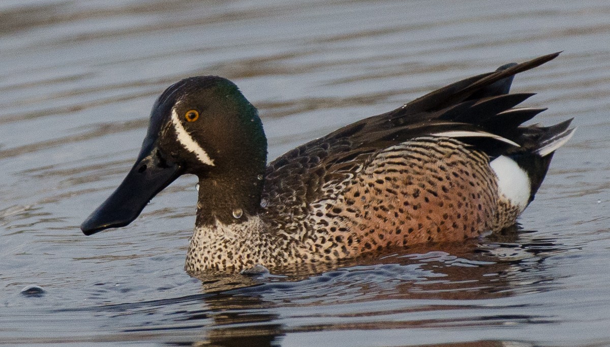 Blue-winged Teal x Northern Shoveler (hybrid) - Srini Raman