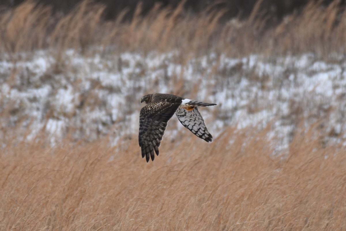 Northern Harrier - ML300968601