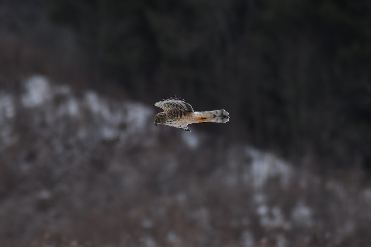 Northern Harrier - ML300968611