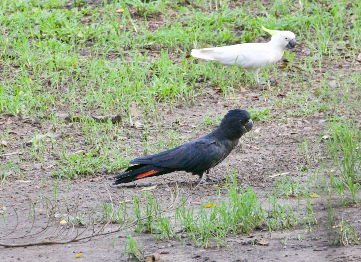 Red-tailed Black-Cockatoo - ML300969921