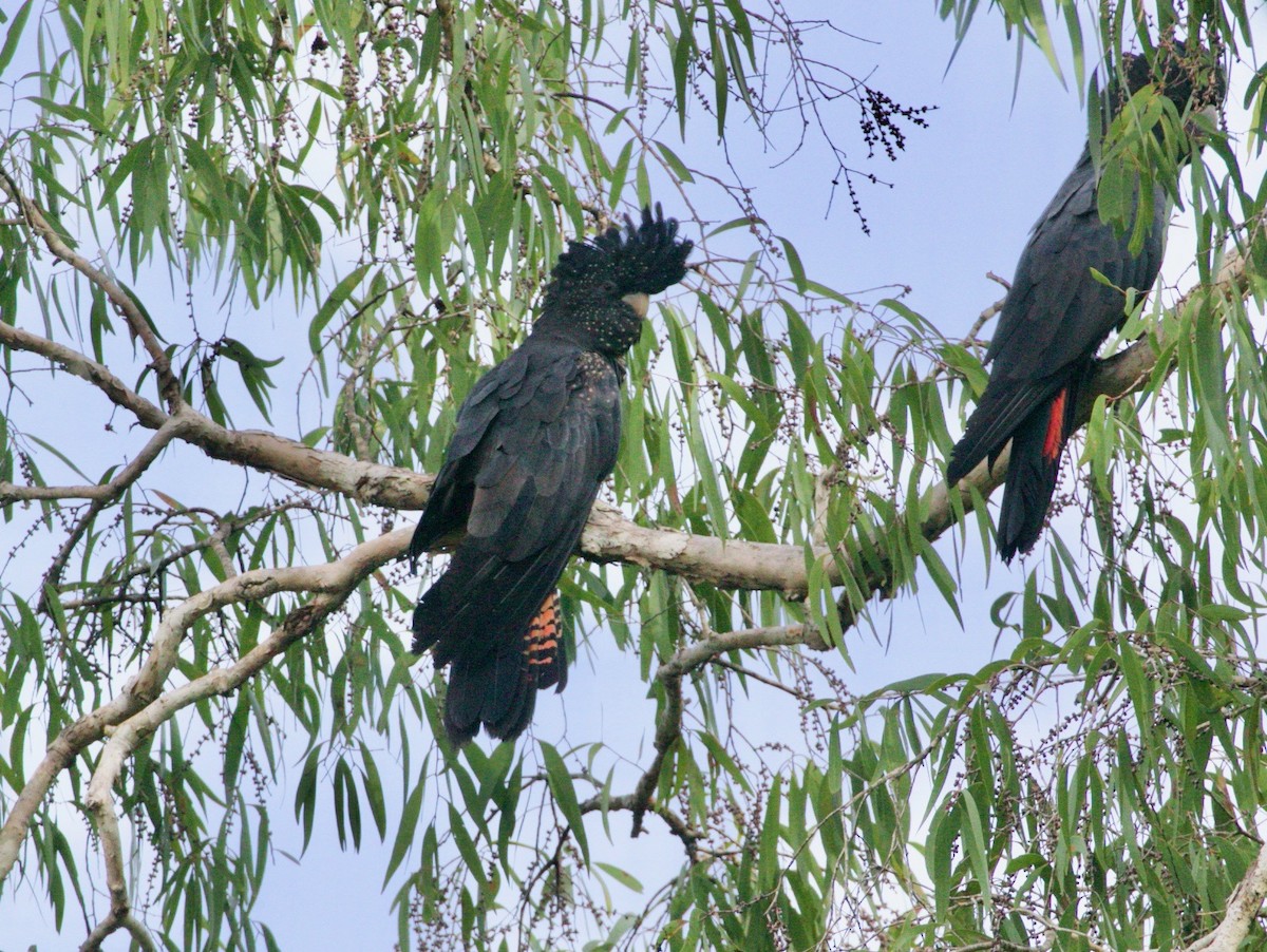 Red-tailed Black-Cockatoo - ML300970071