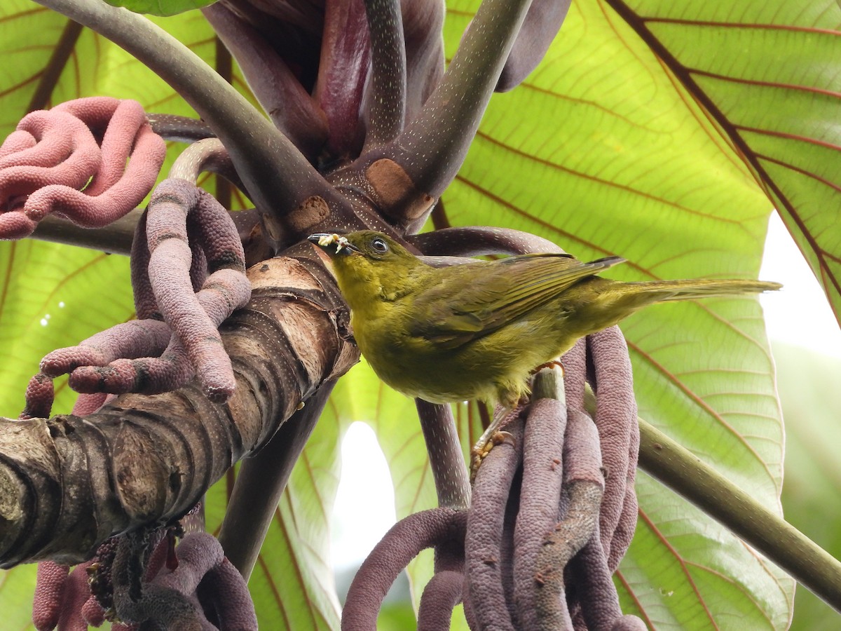 Olive-green Tanager - ML300971101