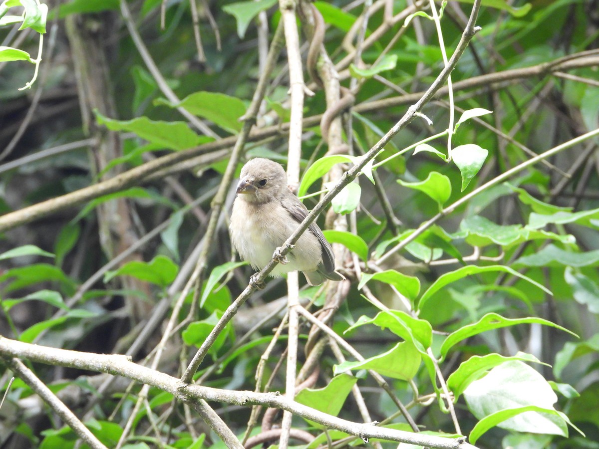 Temminck's Seedeater - ML300971441