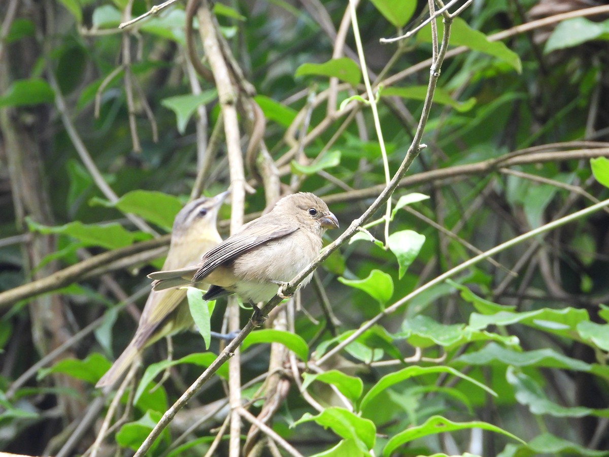 Temminck's Seedeater - ML300971571