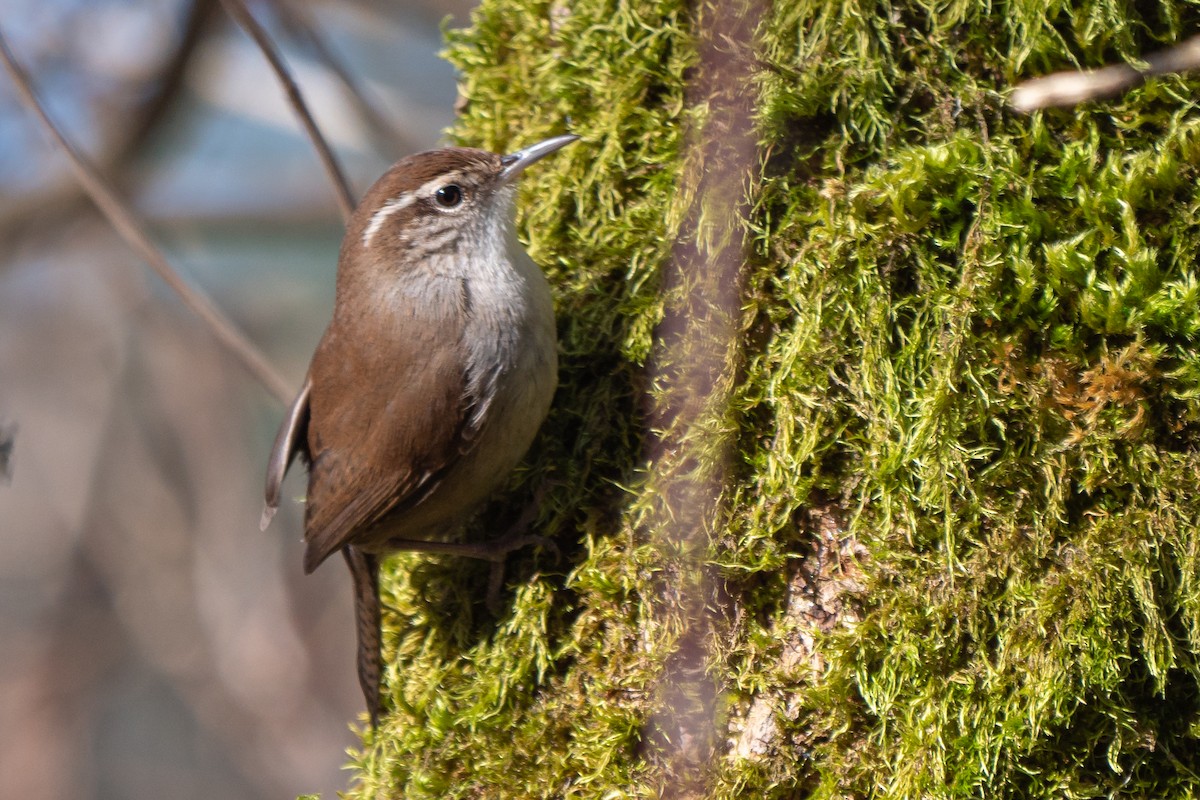 Bewick's Wren - ML300972231