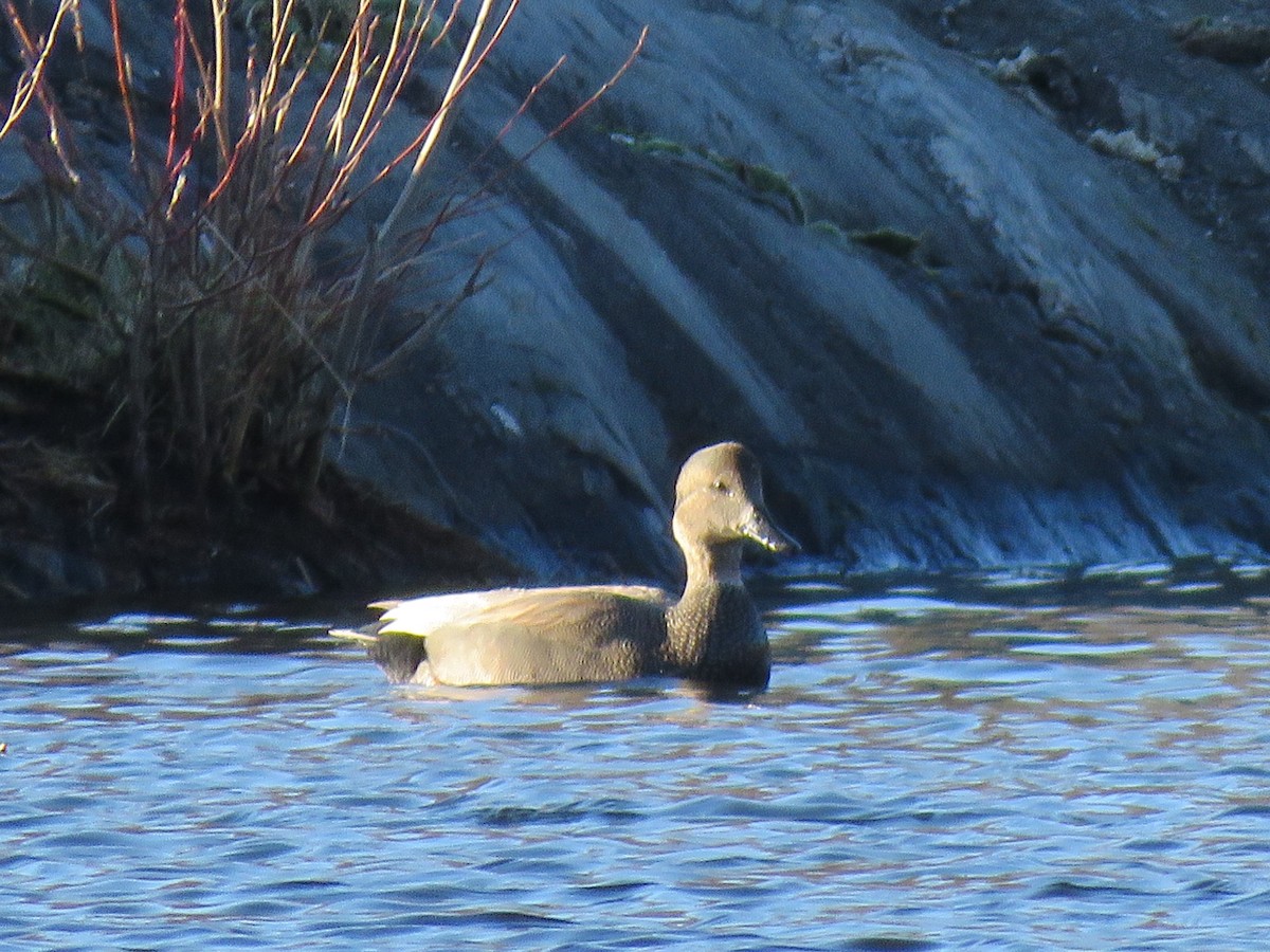 Gadwall - Ann G Bilotti