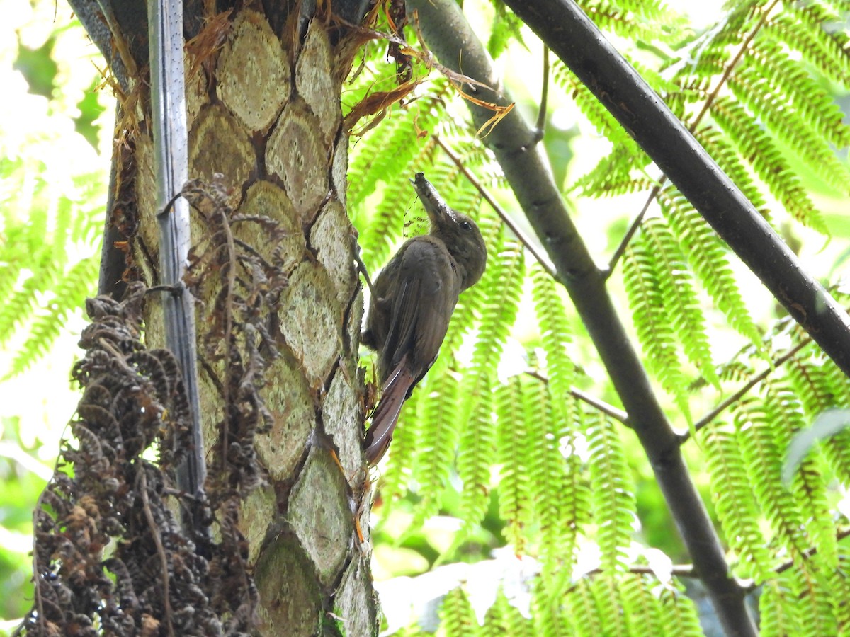 Plain-winged Woodcreeper - ML300973661