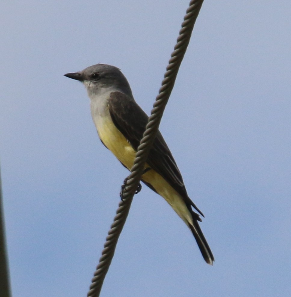 Western Kingbird - ML300973721