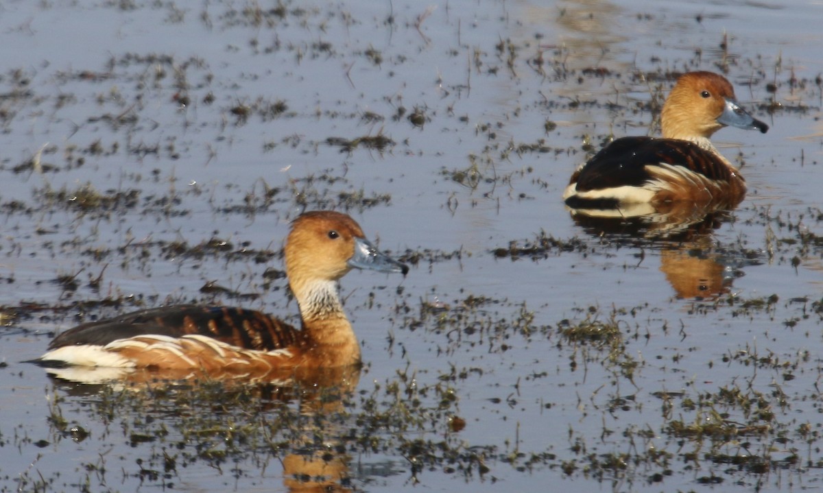 Fulvous Whistling-Duck - ML300975081