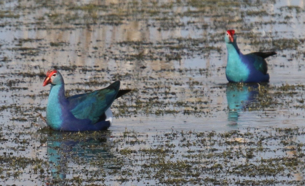 Gray-headed Swamphen - ML300975151