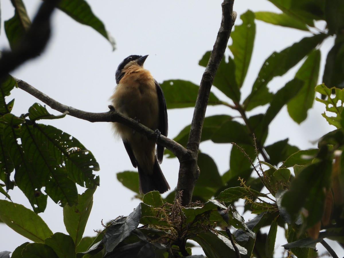 Fawn-breasted Tanager - ML300975541