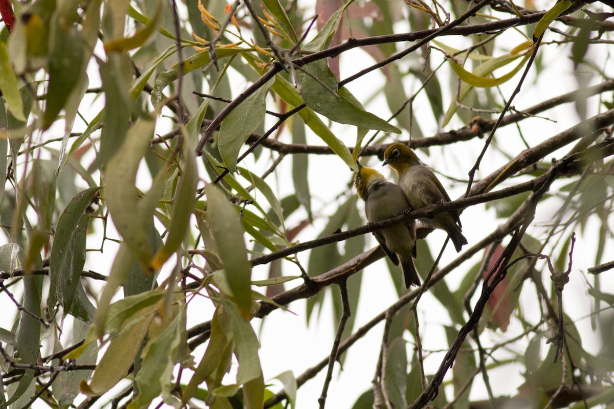 Graumantel-Brillenvogel - ML30097661