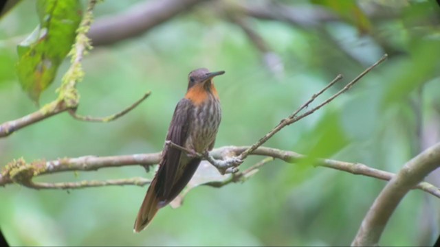 Saw-billed Hermit - ML300976681