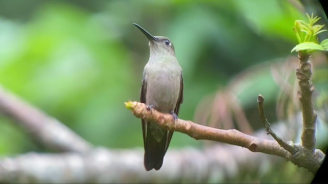 Colibri vert et gris - ML300978161