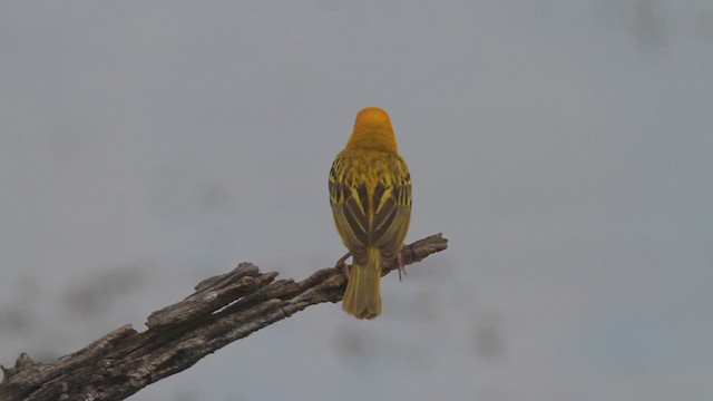 Southern Masked-Weaver - ML300978581