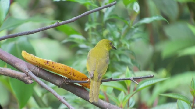 Olive-green Tanager - ML300979701