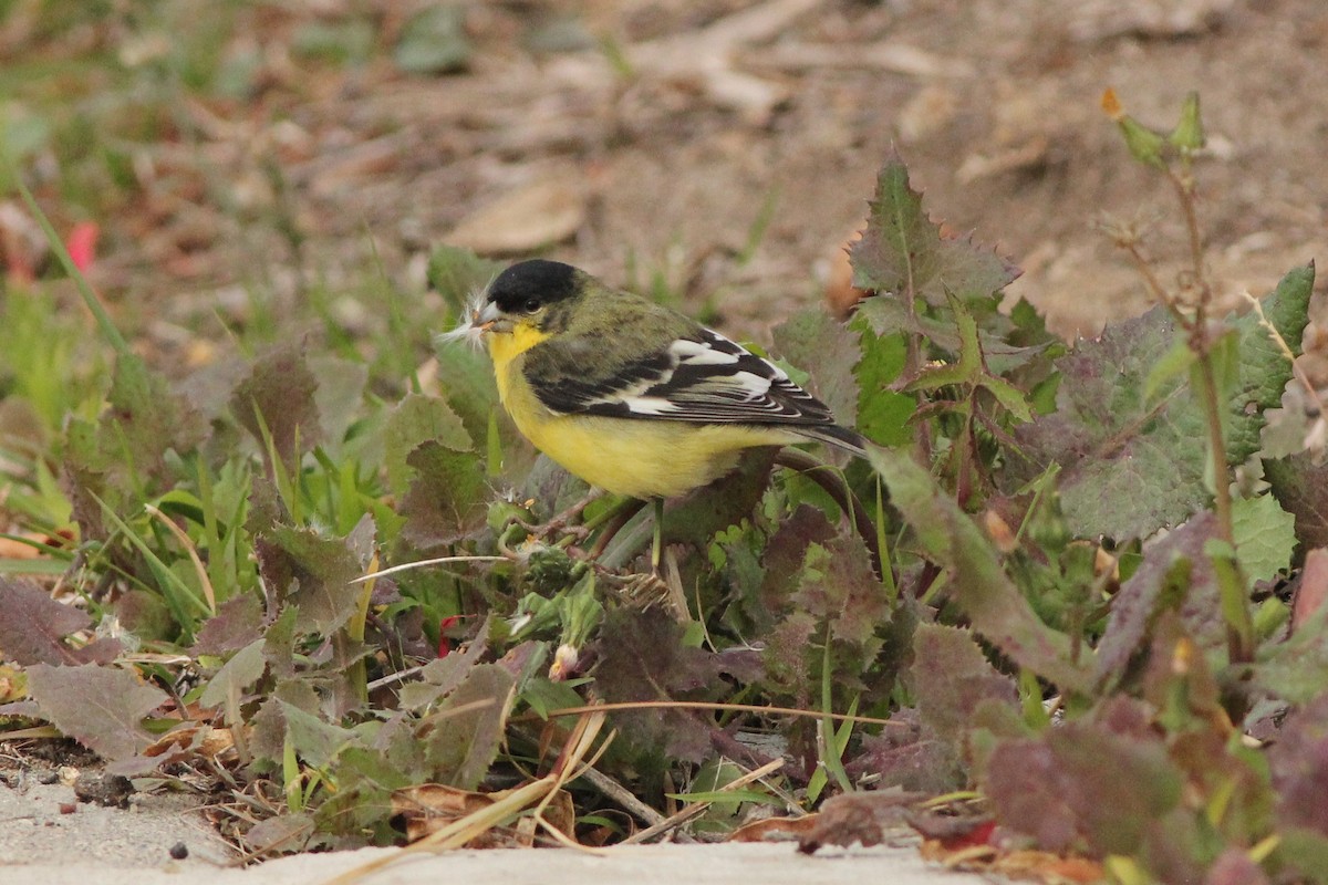 Lesser Goldfinch - Sander Willems