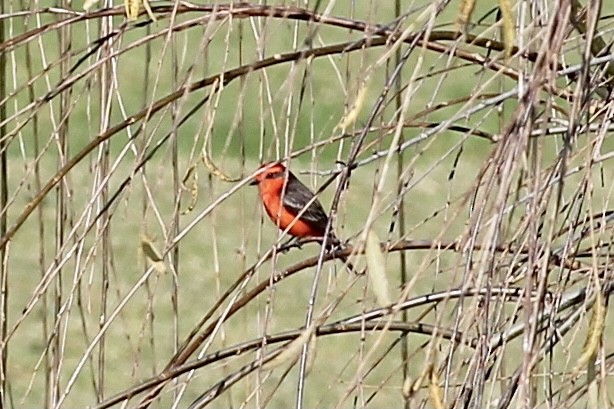 Vermilion Flycatcher - ML300980281