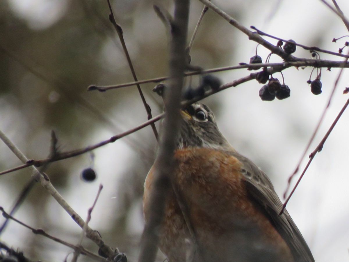 American Robin - ML300980341