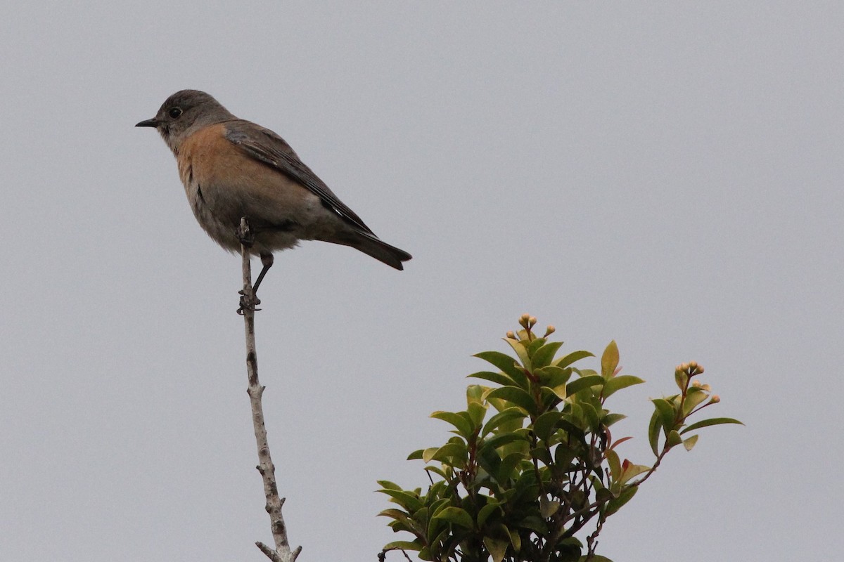 Blaukehl-Hüttensänger - ML300980471