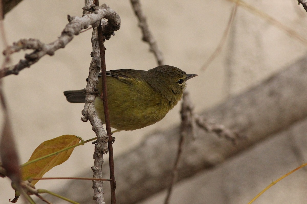 Orange-crowned Warbler - ML300980751