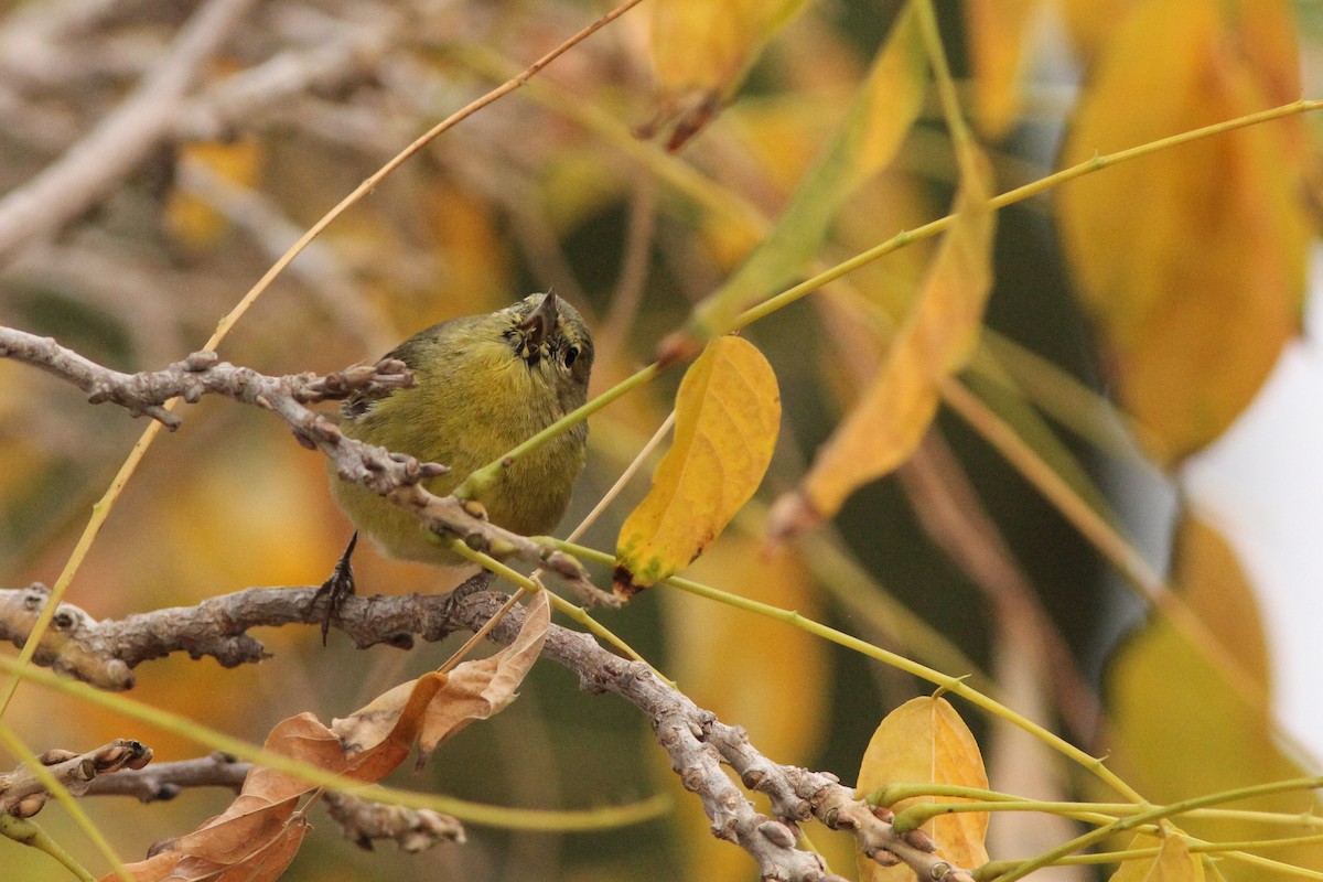 Orange-crowned Warbler - ML300980961