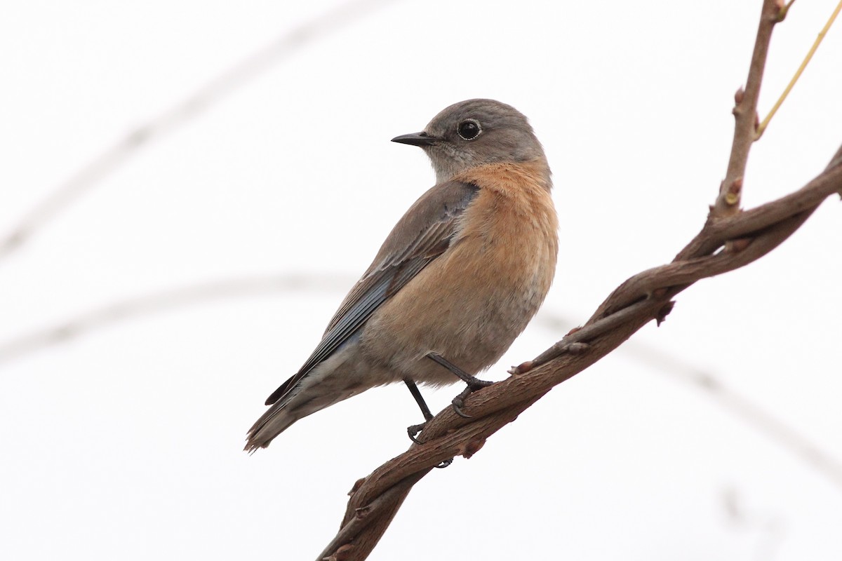 Western Bluebird - ML300981341