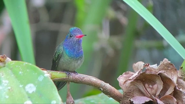kolibřík bělobradý - ML300981491