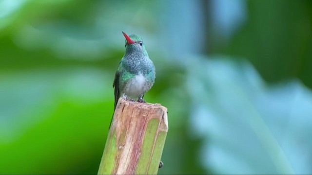 Glittering-throated Emerald - ML300982191