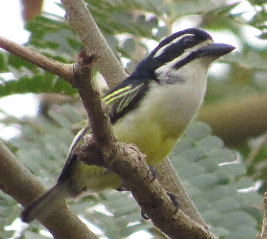 Küçük Maskeli Cüce Barbet - ML300982201