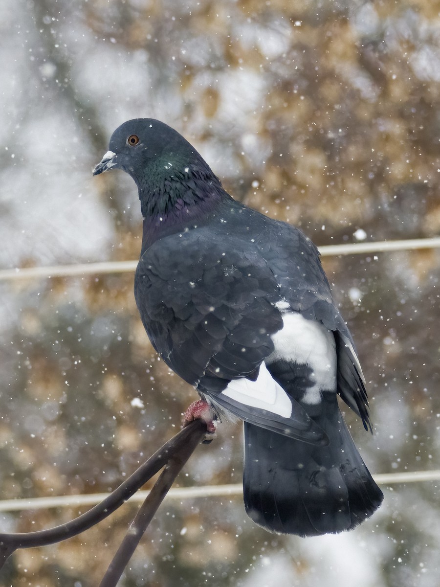 Rock Pigeon (Feral Pigeon) - Geneviève Raboin