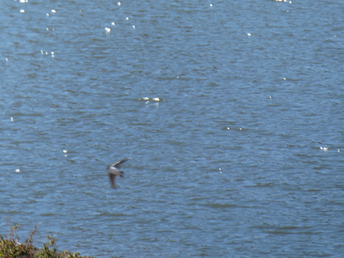 Golondrina Verdemar - ML300983381