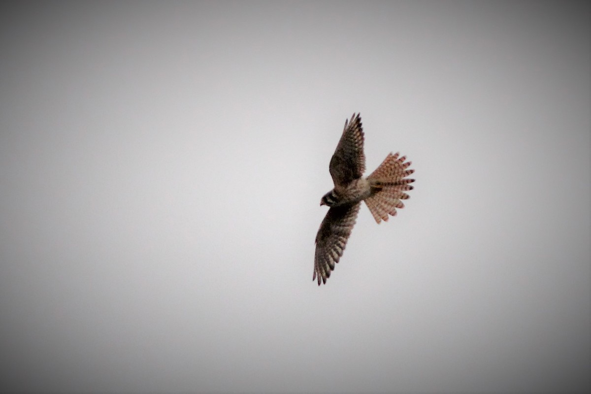 American Kestrel - ML300984011